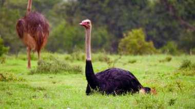  Yeşil Çayır 'da devekuşu Doğanın En Büyük Kuşu