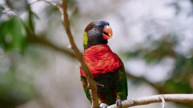  Gökkuşağı Lorikeet Yakın plan.