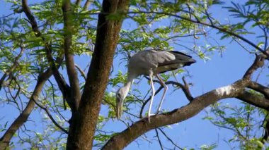  Ağaca tünemiş leylek.