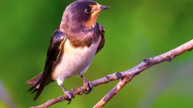 Daldaki Küçük Kuş İlkbahar Vahşi Yaşam Anı