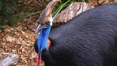 Mavi Burunlu Kuş Kapanışı.