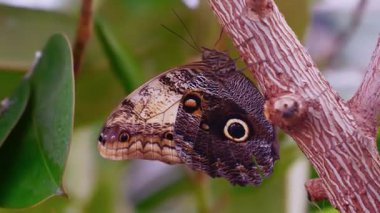 Kelebek Yakın çekim 4k video 