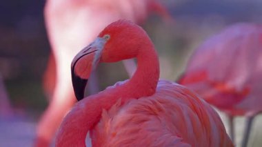  Flamingo Besleme Yakın plan