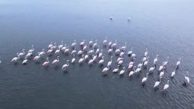 Suyun Üzerinde Uçan Flamingo Sürüsü.