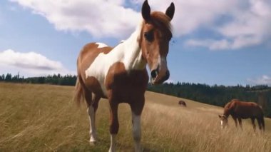 Kahverengi ve Beyaz At Koşuyor.