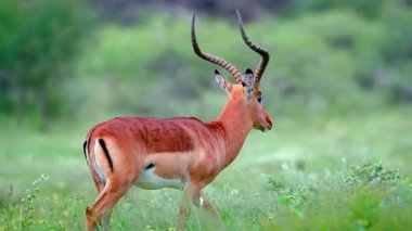 Zarif Impala Otlakta Yürüyor.