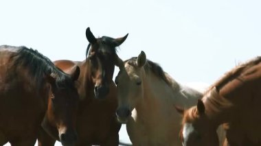 Birlikte Duran Atlar Grubu 