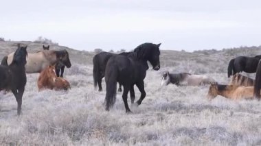 Birlikte Duran Atlar Grubu 