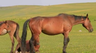 Karabasan ve Tayın Çayırı Birlikte