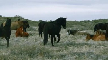 Birlikte Duran Atlar Grubu 