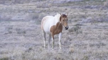 Beyaz At açık alanda yürüyor.