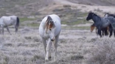 Beyaz At açık alanda yürüyor.