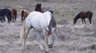 Beyaz At açık alanda yürüyor.