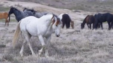 Beyaz At açık alanda yürüyor.