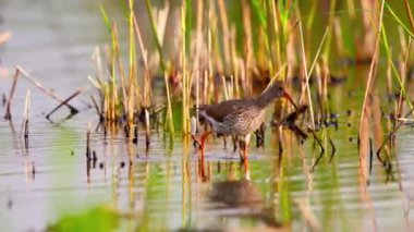 Vahşi Ördekler Bataklıklarda Av Arıyor.