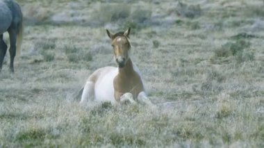 Beyaz At açık alanda yürüyor.