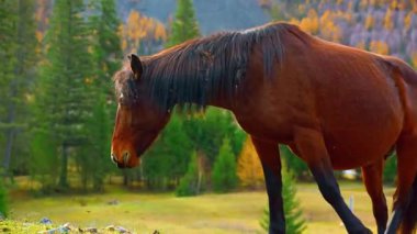 Ormanda Kahverengi At Yürüyüşü