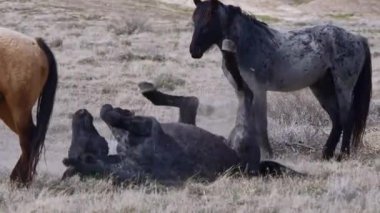 At Dinlenen Atın Üzerinde Duruyor