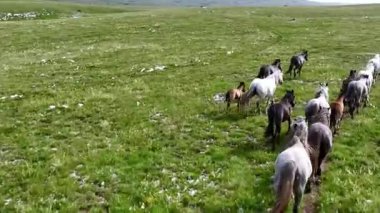 Meadow 'da atlar ve taylar.