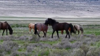 Açık Arazide Koşan Atlar