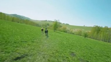 Yeşil Tepe 'de koşan atlar.