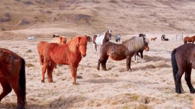  Kuru Kum Topraklarında Yürüyen Kırmızı Atlar Grubu 