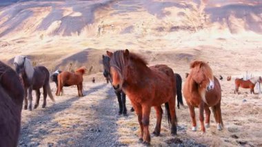 Kuru Kum Topraklarında Yürüyen Kırmızı Atlar Grubu