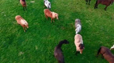 Kırsal Arazide Açık Çayırda Renkli Atlar Otlanıyor.