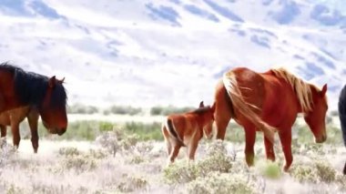  Kuru Kum Topraklarında Yürüyen Kırmızı Atlar Grubu 