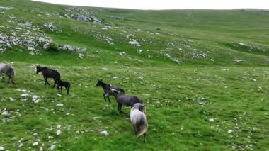  Dağ çayırında özgürce otlayan Atlar Sürüsü 