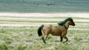 Low Tide 'da Sahil Ovasında Koşan Güçlü At.