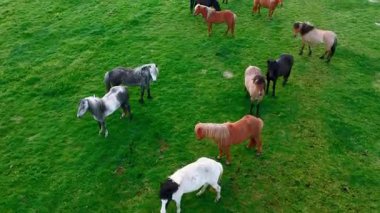 Canlı Yeşil Çayırlarda otlayan Renkli Atlar Sürüsü.