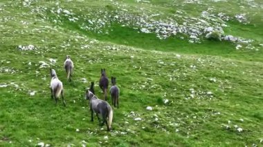  Dağ çayırında özgürce otlayan Atlar Sürüsü 