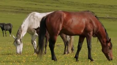 Kahverengi ve Beyaz Atlar Otlakta Yan Yanalar