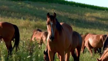 Kahverengi ve Beyaz Atlar Otlakta Yan Yanalar