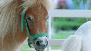 Paddock 'ta Yeşil Halter Giyen Minyatür At