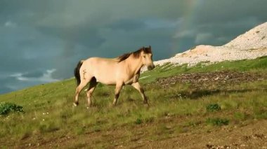 Tan Horse Bulutlu Gök Altında Çimenli Tepelerde Yürüyor