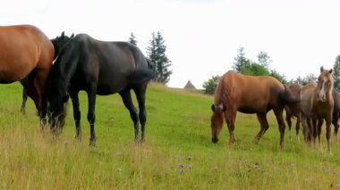 Atlar Yeşil Tepelerde otluyor.