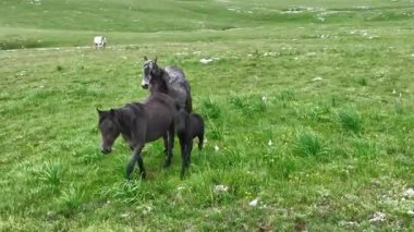 Parlak Çayırda Kara At Tay 'ın yanında duruyor.
