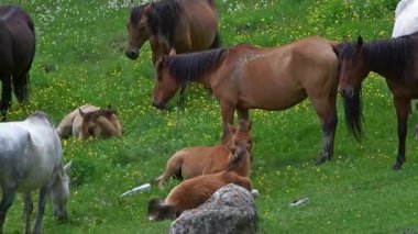 Yeşil Otlakta Dinlenen Atlar ve Taylar