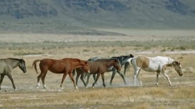 Vahşi Atlar Açık Arazide Birlikte Yürüyorlar.