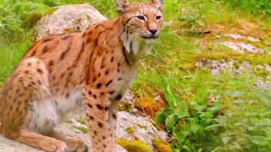 Avrasya Vaşak Renkli Orman Zeminini Keşfediyor