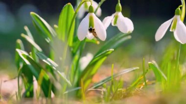 Bal Arıları Nektar Topluyor ve Renkli Çiçekleri Tozlaştırıyor