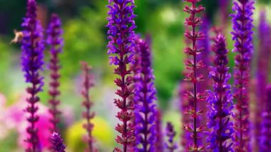 Bal Arıları Nektar Topluyor ve Renkli Çiçekleri Tozlaştırıyor