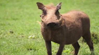 Erkek geyik, geyik, geyik, geyik, altai altai, ABD