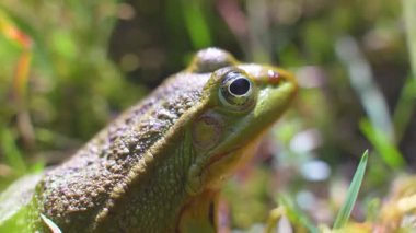 Kurbağaya yakın, amfibik hayvan