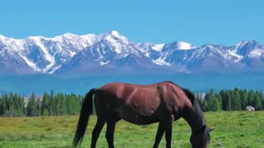 Doğal Arazide Zarif At Yürüyüşü ve Otlağı