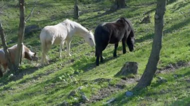 Doğal Arazide Zarif At Yürüyüşü ve Otlağı