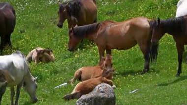 Çimenli bir tarlada anne at bakıcısı taylar.