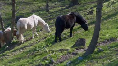  Güneşli Orman Çayırında Barışçıl Bir Ot Çeken İki At